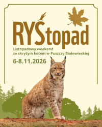 RYŚtopad – listopadowy weekend z rysiem w roli głównej