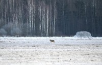 Wilczy weekend w Puszczy Białowieskiej