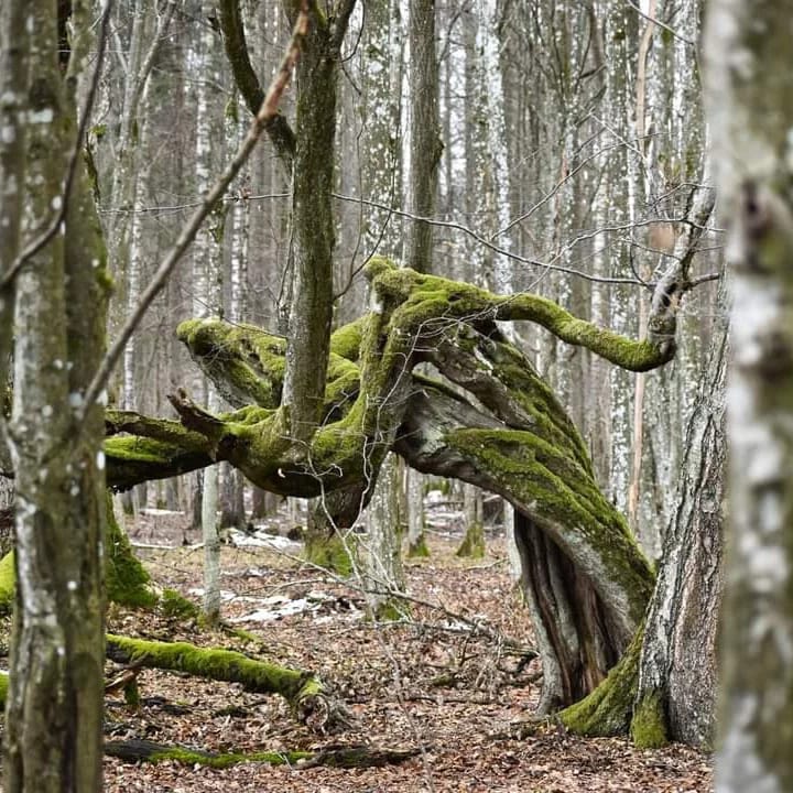 marzec w Puszczy 03.03.2023