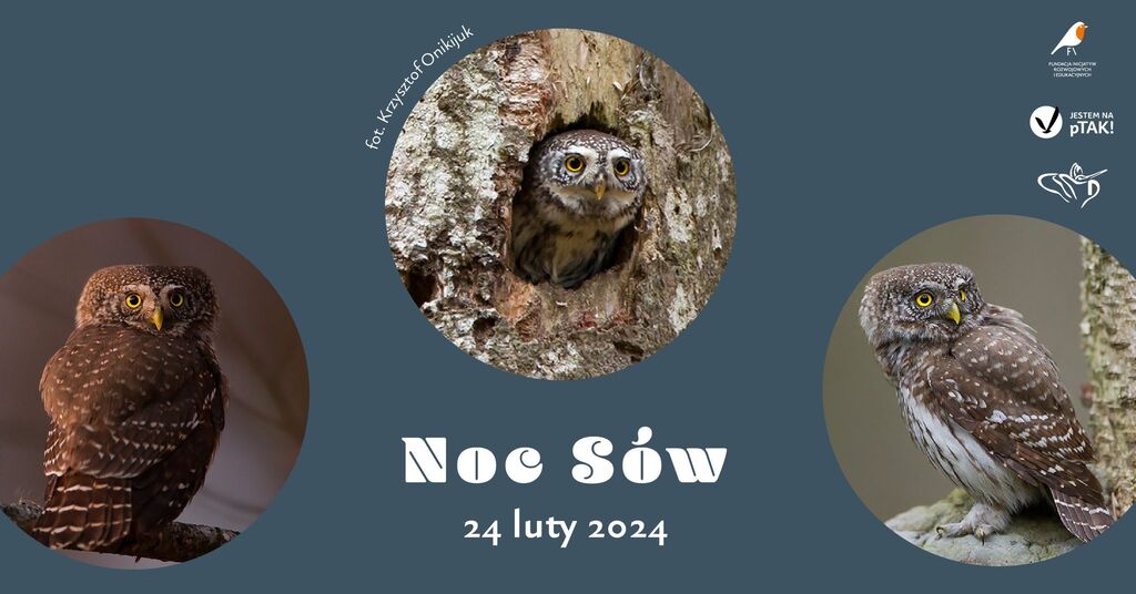 noc sow 24.02.2024